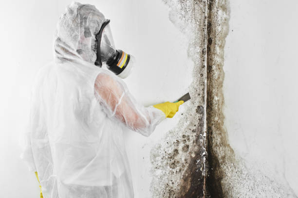 Best Mold Testing  in Cedar Bluff, AL