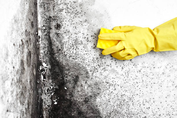Best Emergency Mold Removal  in Cedar Bluff, AL