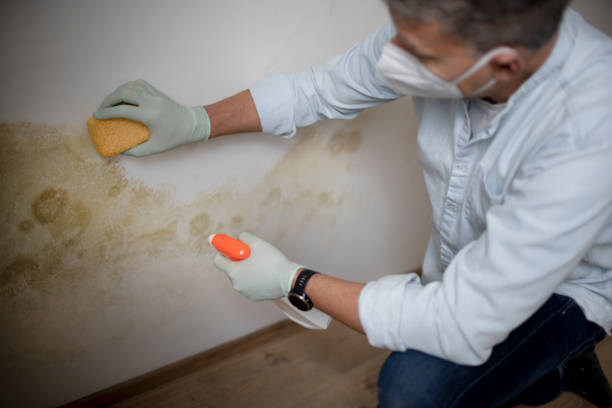 Mold Removal Process in Cedar Bluff, AL