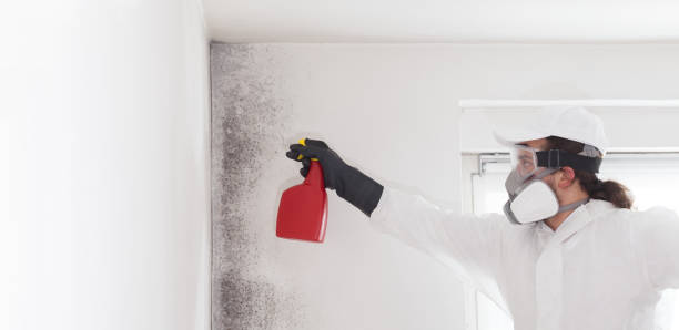 Mold Removal and Inspection in Cedar Bluff, AL