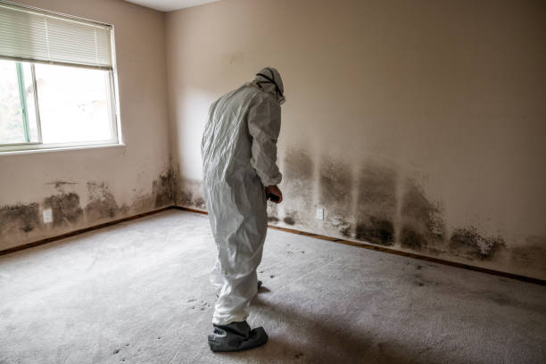 Best Office Mold Removal Services  in Cedar Bluff, AL