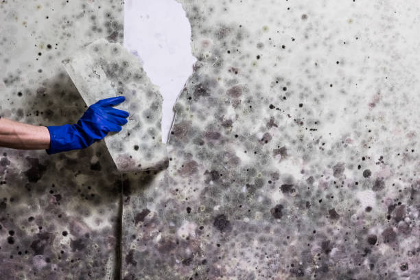 Trusted Cedar Bluff, AL Mold Removal Experts