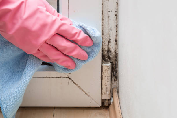 Best Commercial Mold Removal  in Cedar Bluff, AL